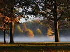 Park, Drzewa, Mgła, Liście, Jesień