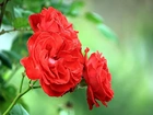 Kaiaty, Róża Czerwona