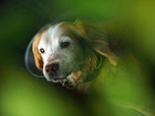 Cocker Spaniel, Zbliżenie