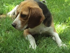 Beagle, Trawa