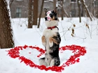 Pies, Zima, Śnieg, Płatki Róż, Serce, Miłość, Walentynki