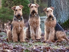 Trzy, Psy, Wire Haird Terrier