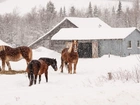 Konie, Farma, Padający, Śnieg