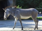 Zebra, płot