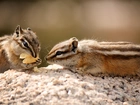 Skała, Chipmunk