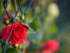 Czerwona, Róża, Ogrodzenie