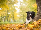 Jesień, Drzewo, Border Collie