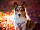 Pies, Welsh corgi pembroke