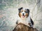 Australian Shepherd