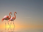 Flamingi, Wybrzeże, Wschód, Słońca