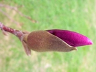 Magnolia