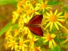 Motyl, Karłątek kniejnik, Kwiaty