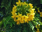 Cassia, Leptophylla, Kwiat, Zbliżenie
