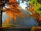 Jesień, Droga, Las, Mgła