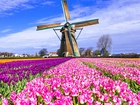 Pole, Tulipanów, Wiatrak, Holandia