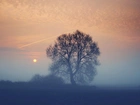 Drzewo, Mgła, Zachód, Słońca