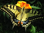 Piękny, Motyl