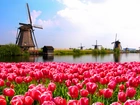 Wiatraki, Kanał, Pole, Tulipanów, Holandia