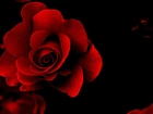 Czerwona, Róża, Czarne, Tło