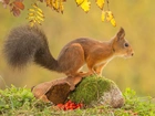 Wiewiórka, Jesień
