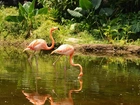 Flamingi, Jezioro