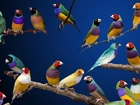 Ptaszki, Kolorowe, Amadyńce