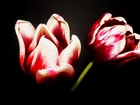 Kwiaty, Tulipany, Dwukolorowe