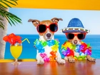 Jack Russell Terrier, Wakacje, Lato, Śmieszne