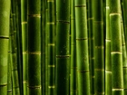 Zielony, Bambus, Zbliżenie