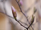 Magnolia, Krzew, Pąki