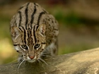 Ocelot