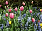 Tulipany, Hiacynty, Ogród