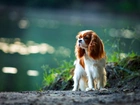 Cavalier Cocker Spaniel, Pies, Woda