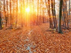 Jesienny, Las, Promienie, Słońca