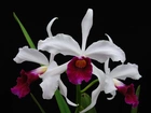 Kwiaty, Orchidea