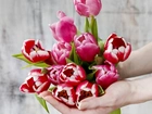 Kwiaty, Dlonie, Tulipany