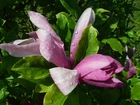 Przyroda, Rośliny, Magnolia