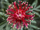 Grevillea, Australijski, Kwiat, Makro