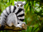 Lemur, Ogon