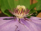 Przyroda, Kwiat, Clematis