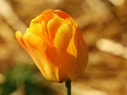 Żółty, Tulipan, Krople, Rosy