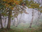 Las, Drzewa, Jesień, Mgła