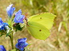 Motyl, Bielinek, Listkowiec cytrynek, Kwiaty, Niebieskie