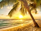 Plaża, Morze, Słońce, Palmy