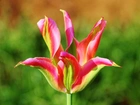 Kolorowy, Tulipan, Płatki