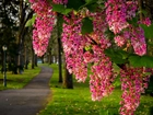 Park, Aleja, Lampa, Kwitnąca, Gałązka