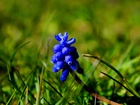 Kwiat, Szafirek, Niebieski, Kwitnący
