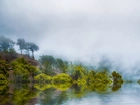 Jezioro, Drzewa, Mgła, Odbicie
