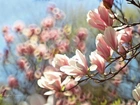 Magnolia, Różowe, Kwiaty, Krzew