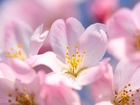 Kwiaty, Sakura